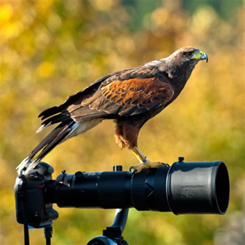 Birds of Prey Photography Days in Oxfordshire Birds of Prey Photography Days in Oxfordshire